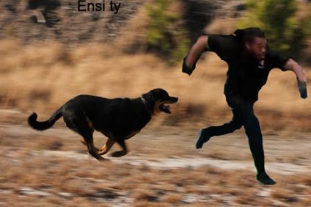 Herb Dean Began His professional Fight in 2001.